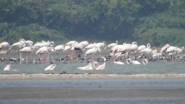 Greater Flamingo - ML615423047