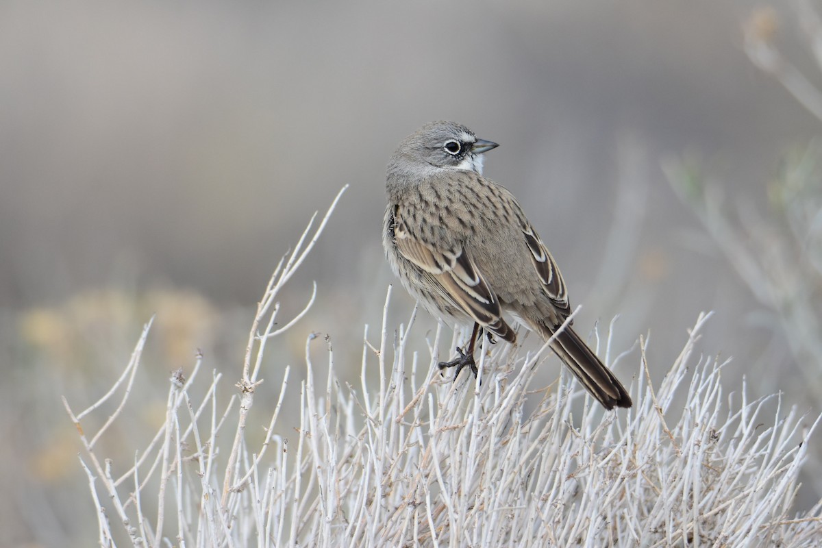 Sagebrush Sparrow - ML615423049