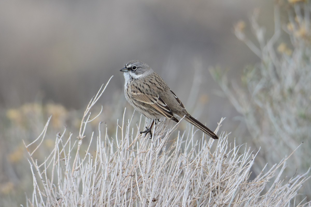 Sagebrush Sparrow - ML615423050