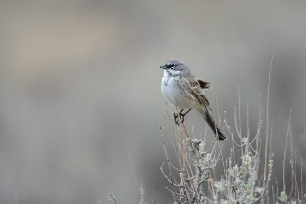 Sagebrush Sparrow - ML615423052
