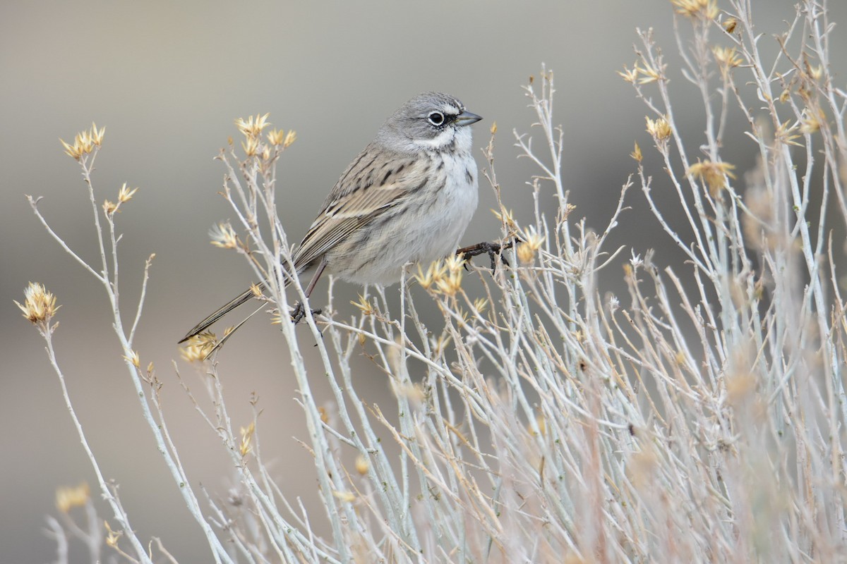 Sagebrush Sparrow - ML615423053