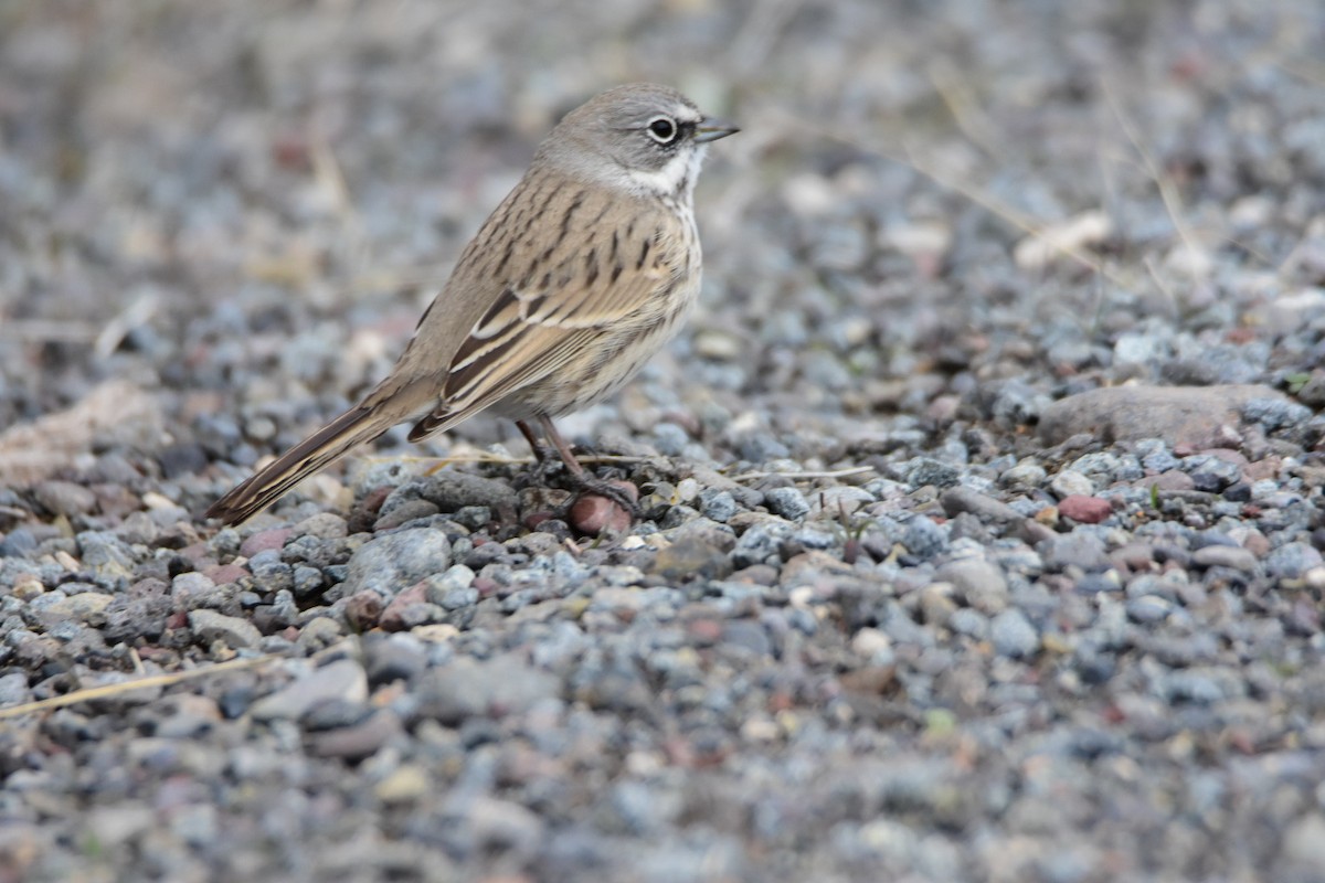 Sagebrush Sparrow - ML615423054