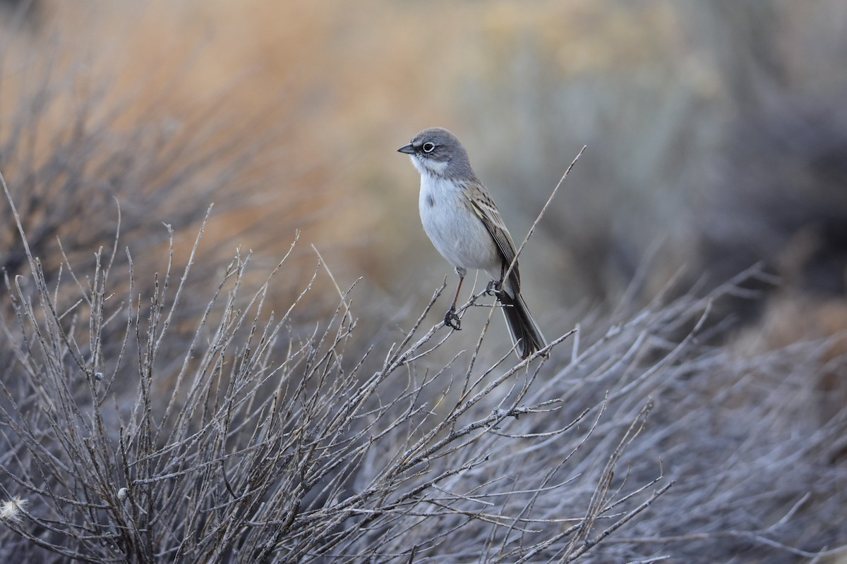 Sagebrush Sparrow - ML615423056