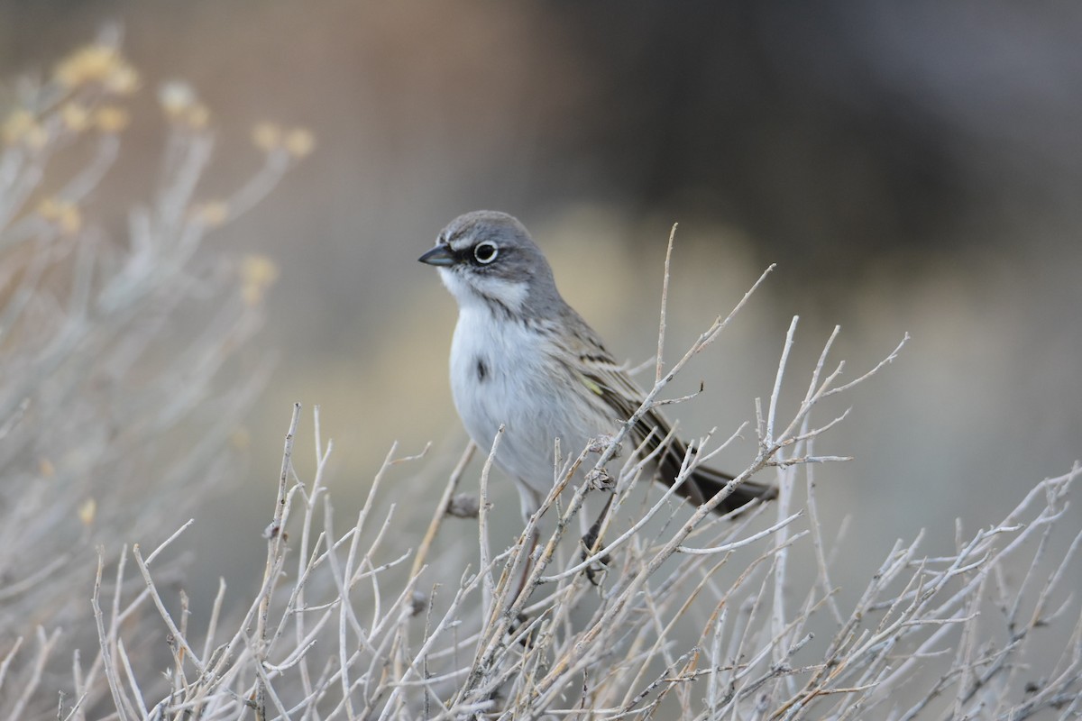 Sagebrush Sparrow - ML615423058