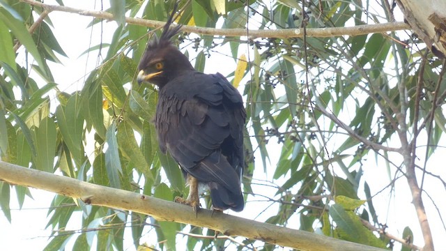 Águila Crestilarga - ML615423059