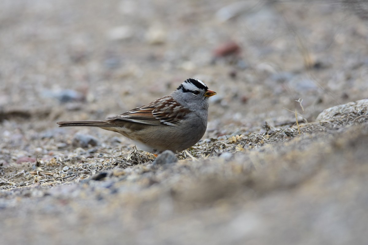 White-crowned Sparrow - ML615423060