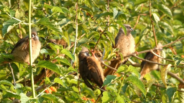 Speckled Mousebird - ML615423085