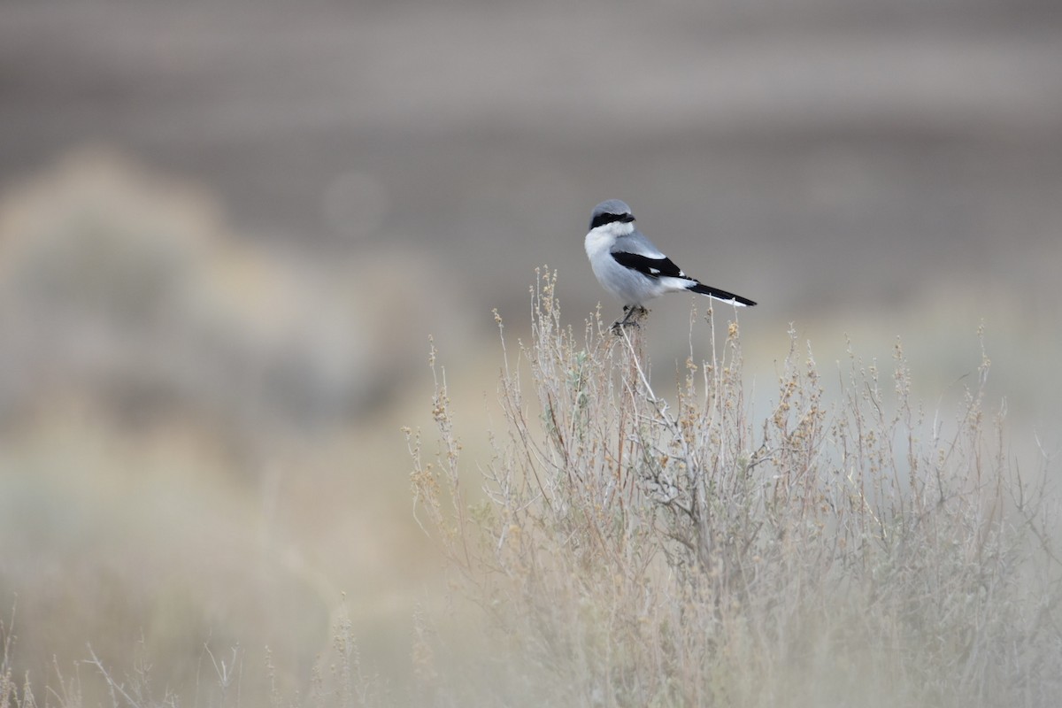 Loggerhead Shrike - ML615423086