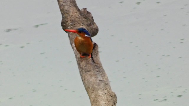 Malachite Kingfisher - ML615423087