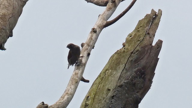 Lesser Honeyguide - ML615423089