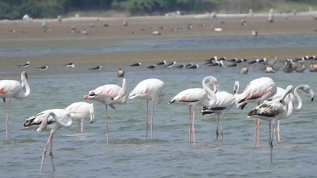 Fenicottero - ML615423091