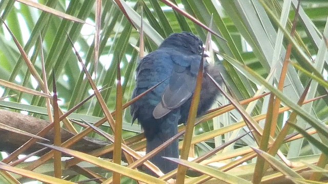 Red-shouldered Cuckooshrike - ML615423097