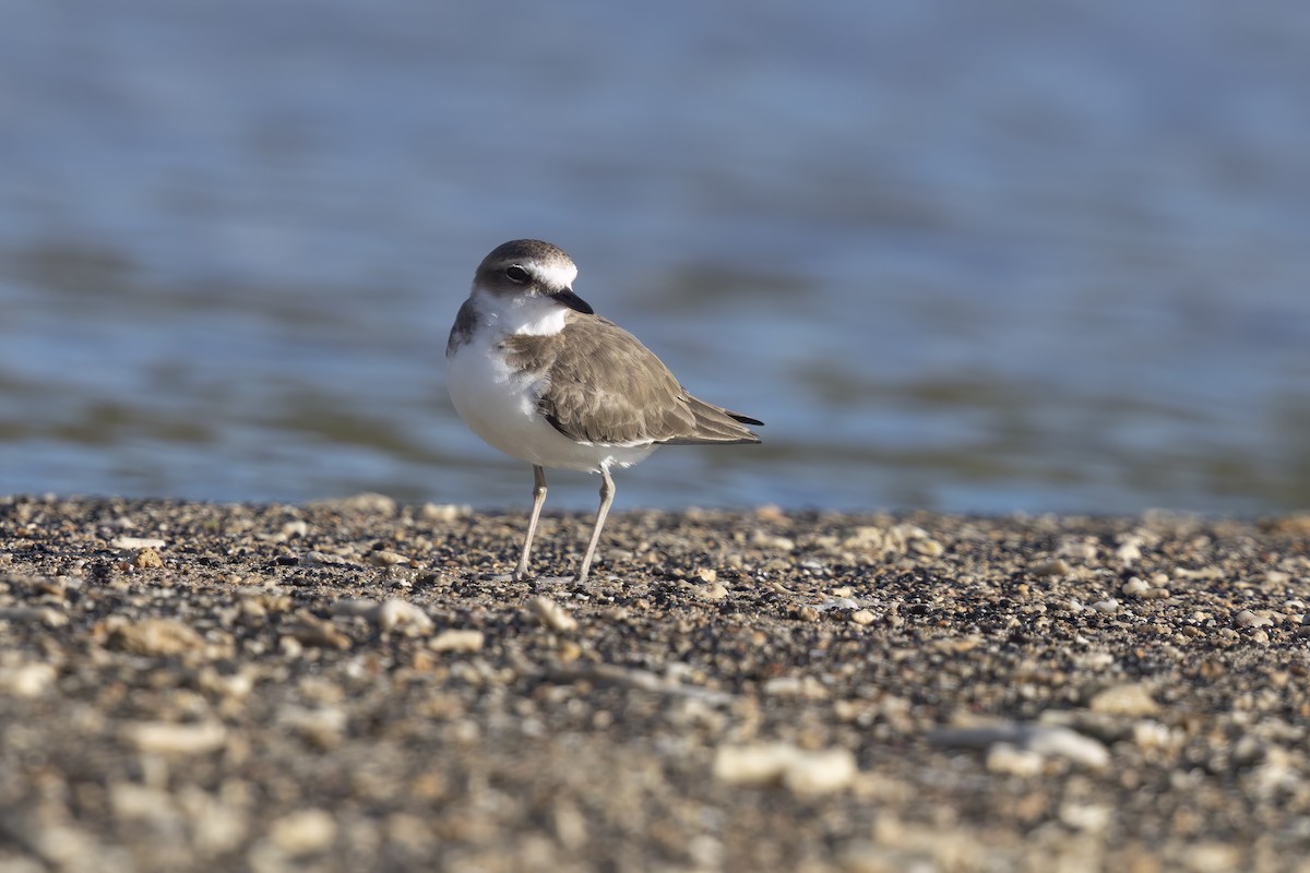 Javan Plover - ML615423101