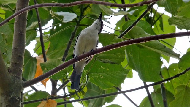 Gambia-Schneeballwürger - ML615423105