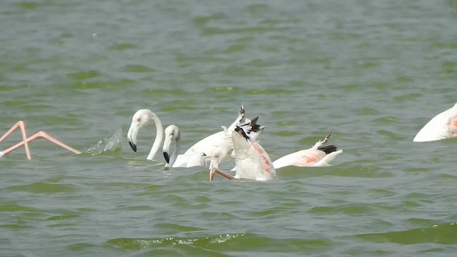 Fenicottero - ML615423113