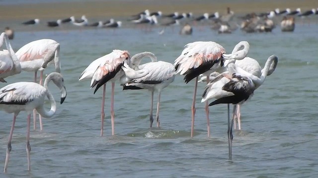 Fenicottero - ML615423114