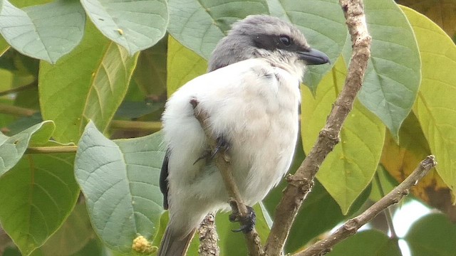 Pie-grièche de Mackinnon - ML615423117