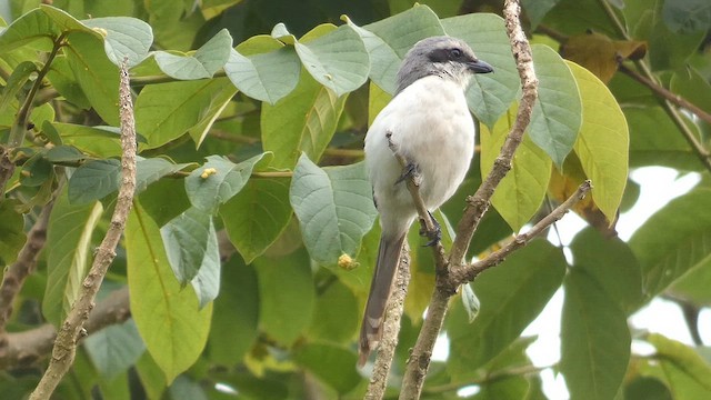 Mackinnon's Shrike - ML615423121