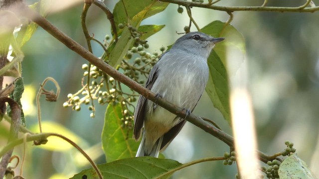 Yellow-vented Eremomela - ML615423137