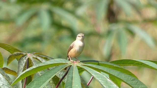 Tawny-flanked Prinia - ML615423141