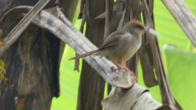 Singing Cisticola - ML615423143