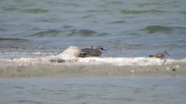 Corriere grosso - ML615423159