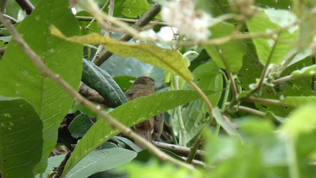 Little Greenbul - ML615423164