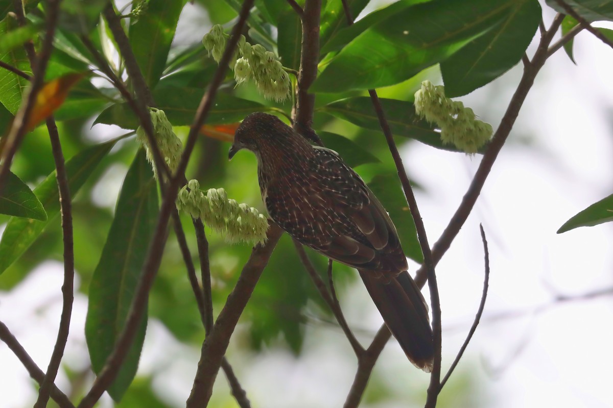 Little Wattlebird - ML615423165