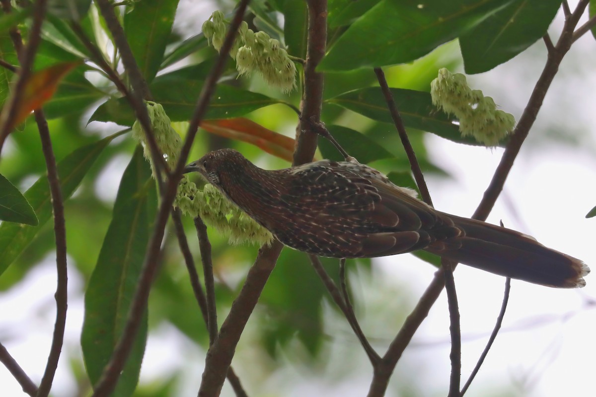 Little Wattlebird - ML615423167