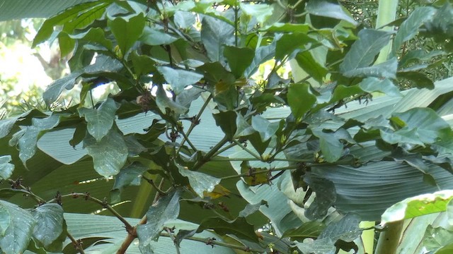 Green White-eye - ML615423169
