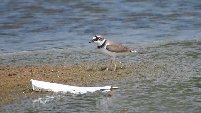 Corriere piccolo - ML615423170