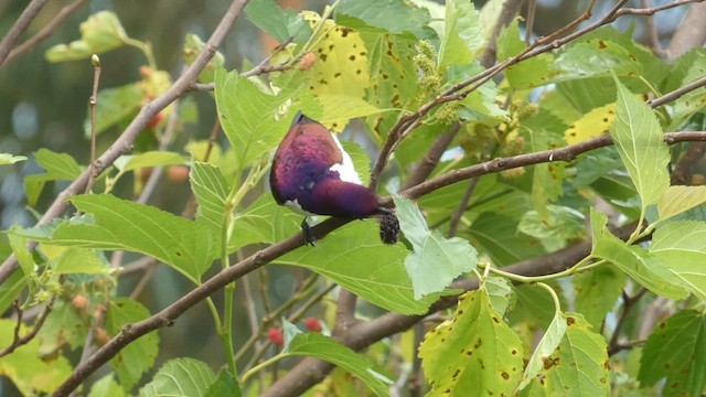 Violet-backed Starling - ML615423172