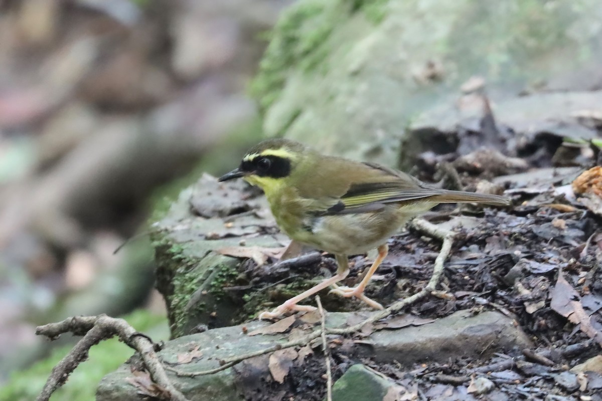 Yellow-throated Scrubwren - Dennis Devers