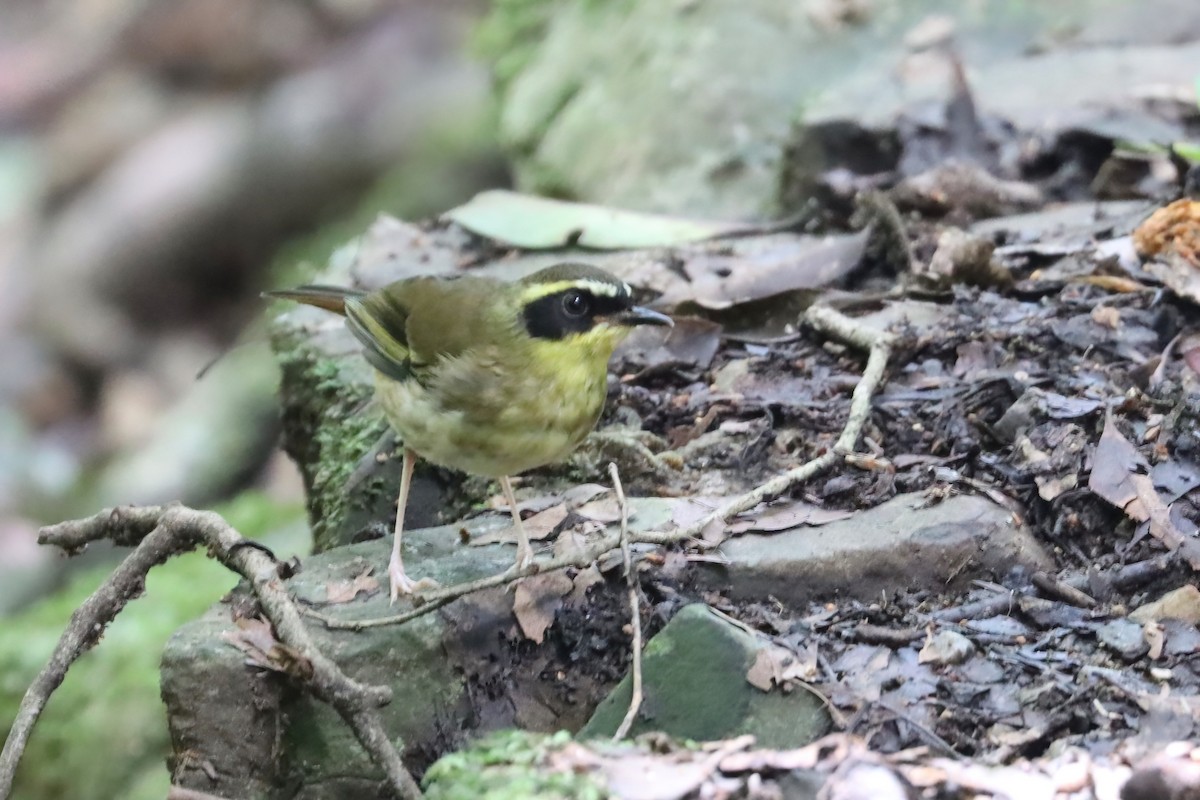 Yellow-throated Scrubwren - ML615423184