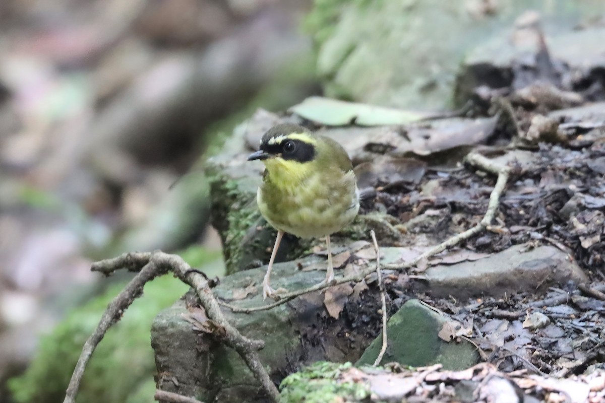 Séricorne à gorge jaune - ML615423185