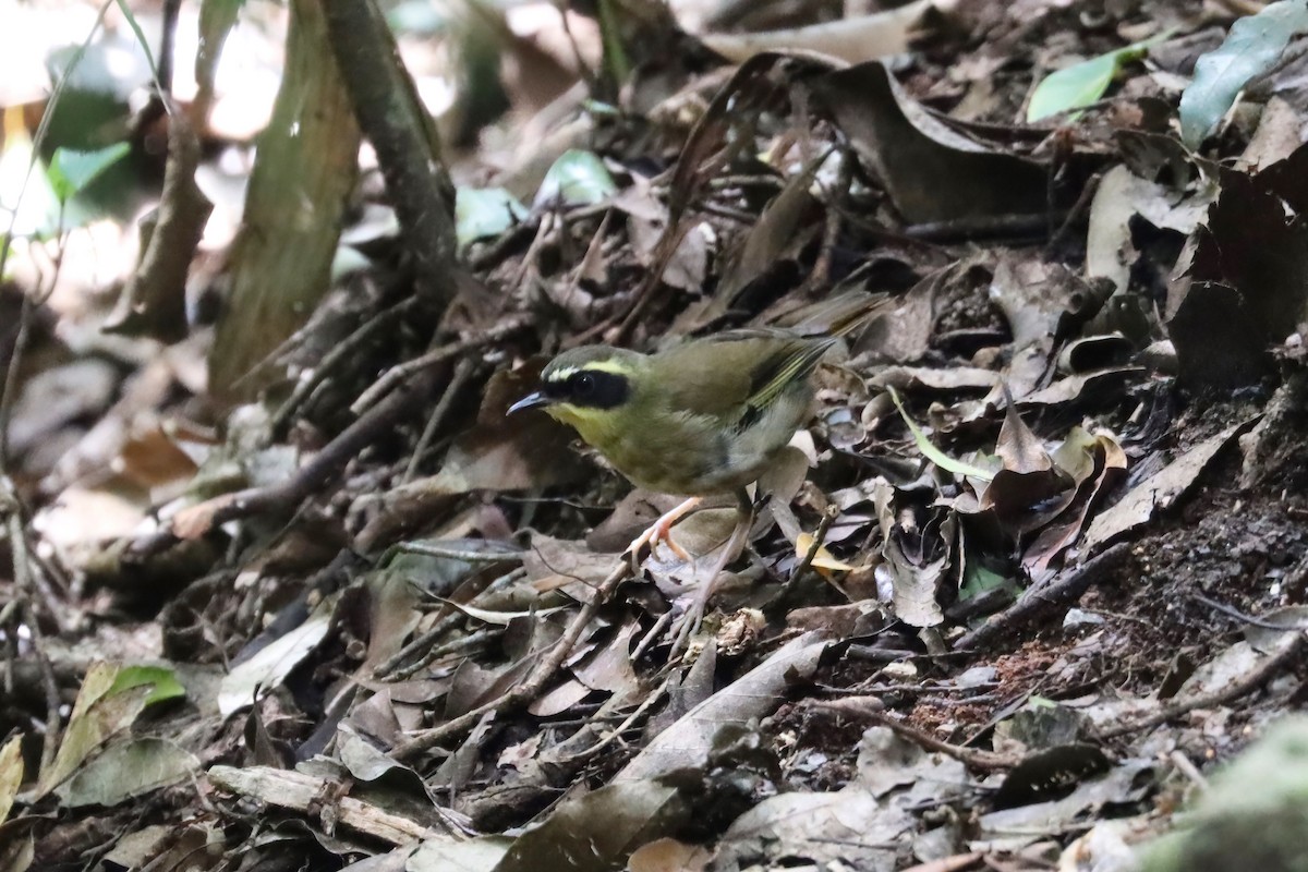 Yellow-throated Scrubwren - ML615423186