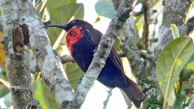 Scarlet-chested Sunbird - ML615423189