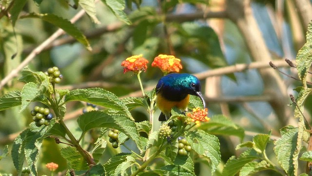 Variable Sunbird - ML615423193