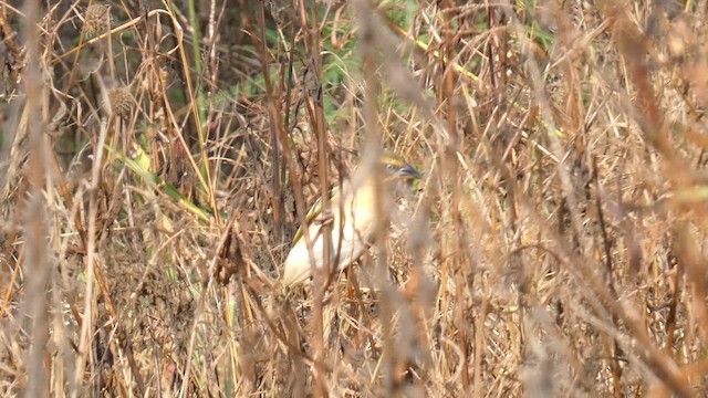 Lesser Masked-Weaver - ML615423198