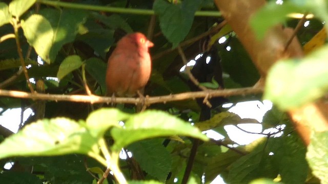 Red-billed Firefinch - ML615423202