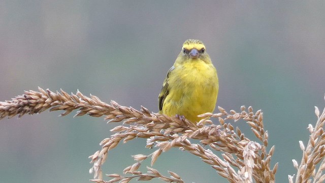 Serin à diadème - ML615423215