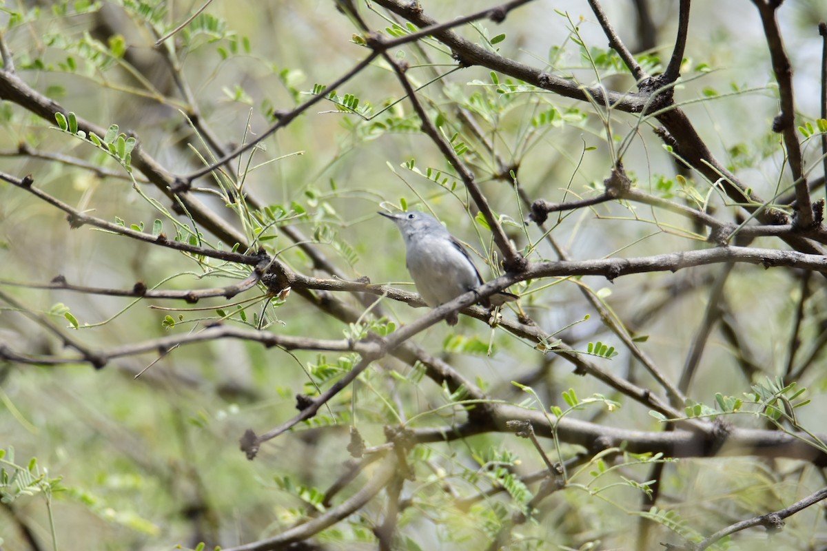 Black-capped Gnatcatcher - ML615423278