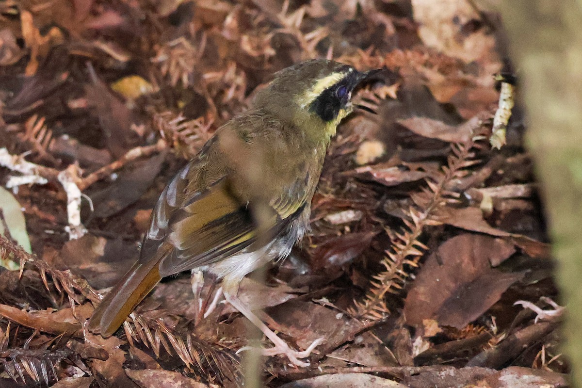 Yellow-throated Scrubwren - ML615423279