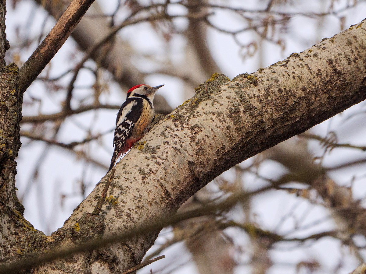 Middle Spotted Woodpecker - ML615423283