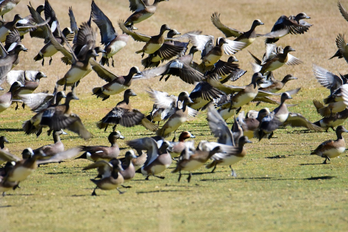 Eurasian Wigeon - ML615423301