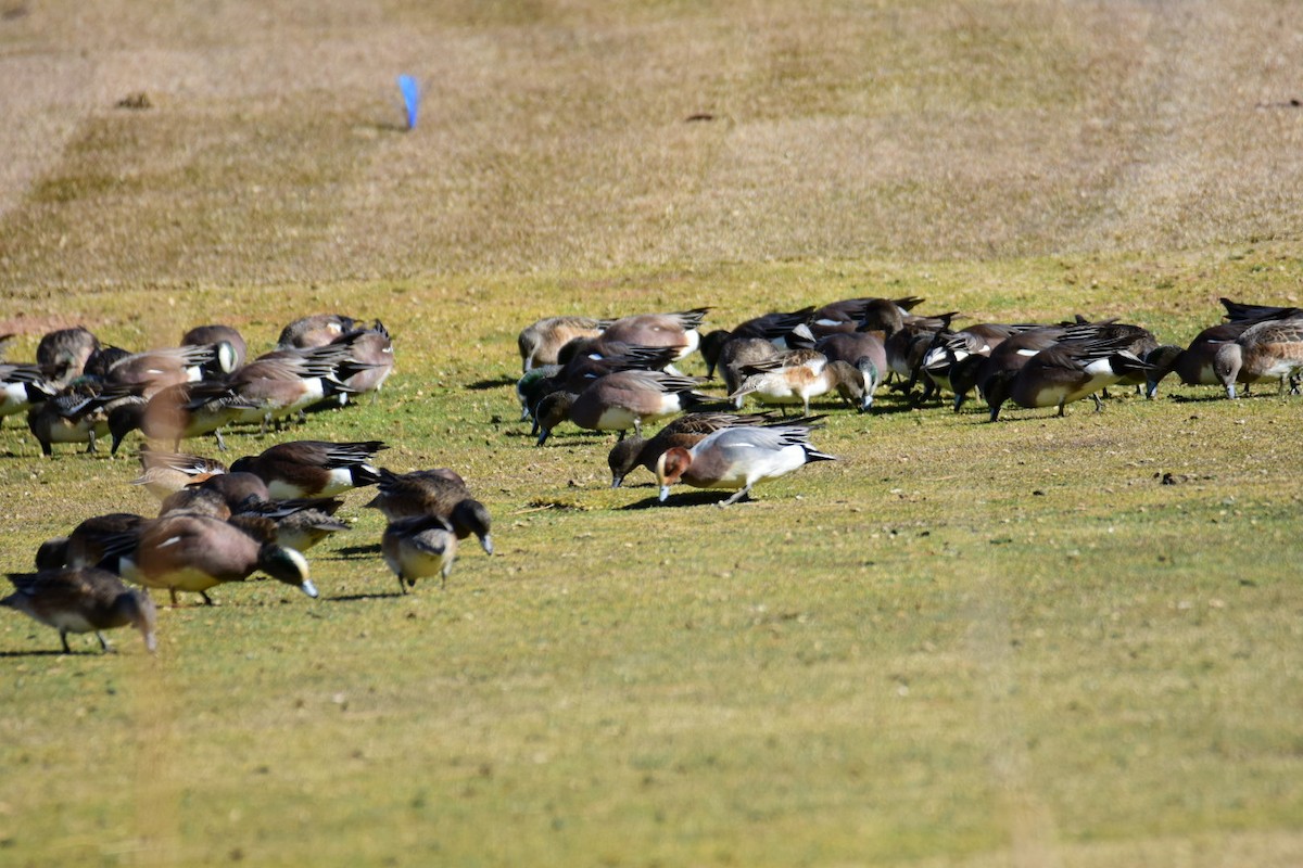 Eurasian Wigeon - ML615423302