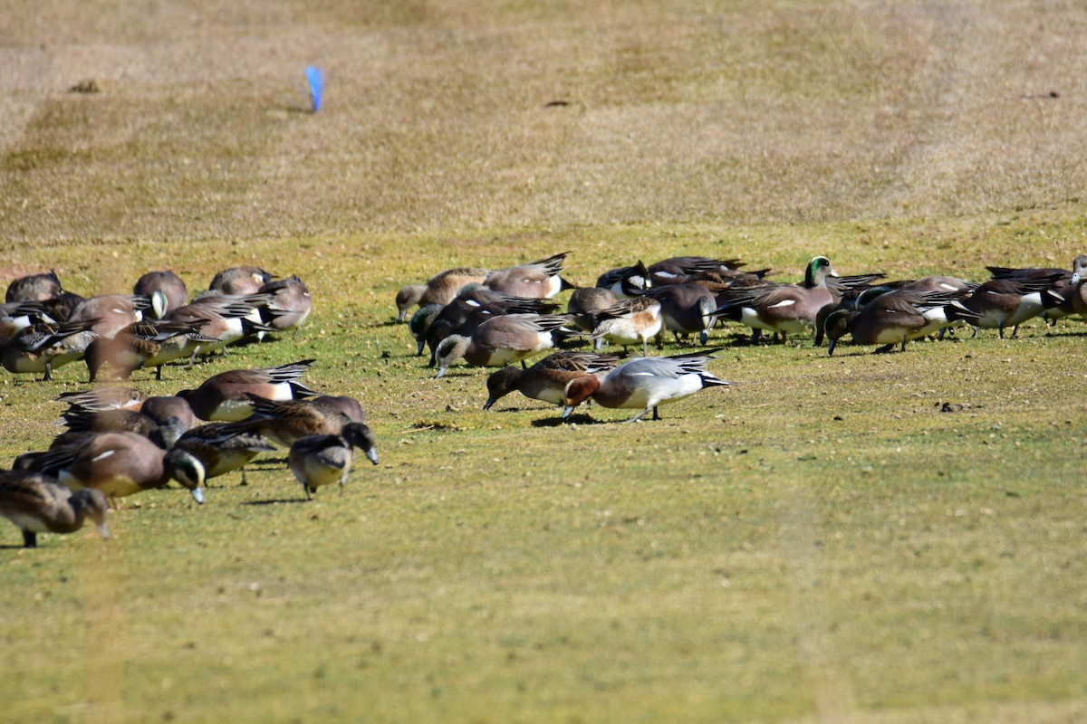 Eurasian Wigeon - ML615423303