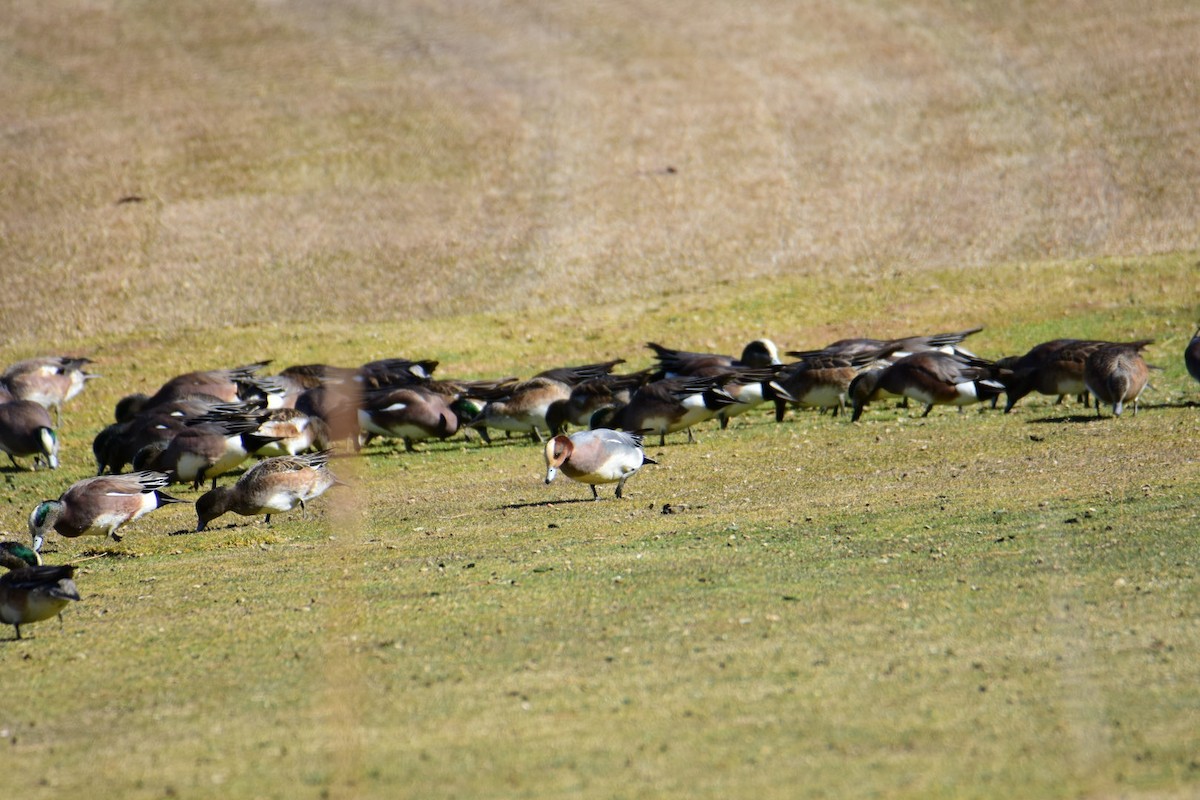 Eurasian Wigeon - ML615423304