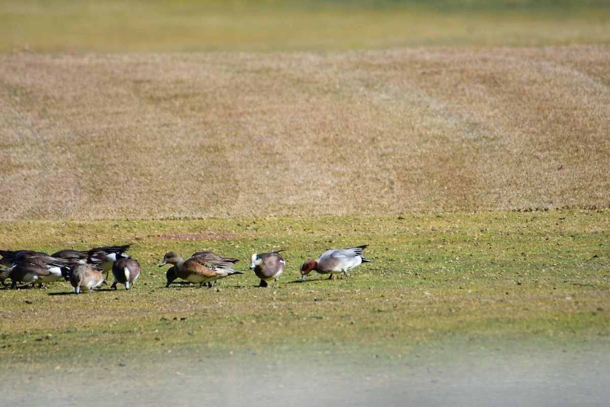 Eurasian Wigeon - ML615423305