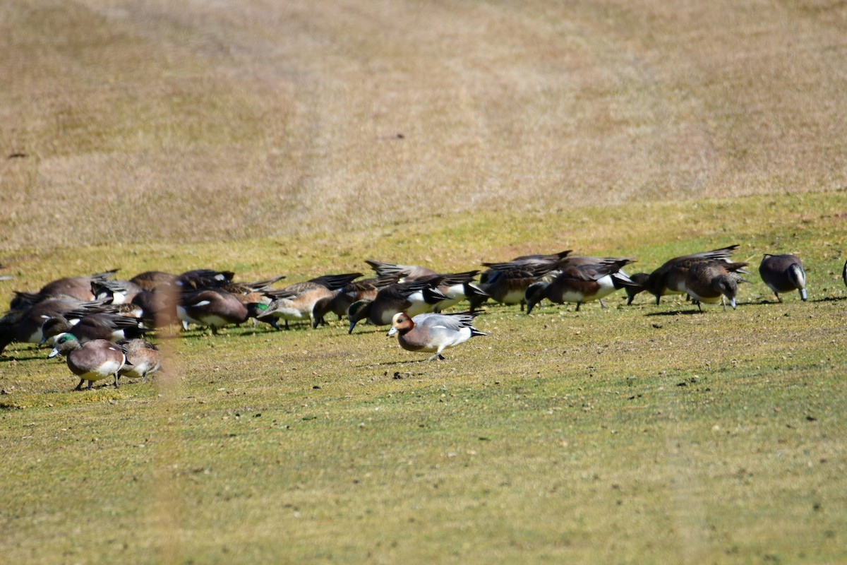 Eurasian Wigeon - ML615423306